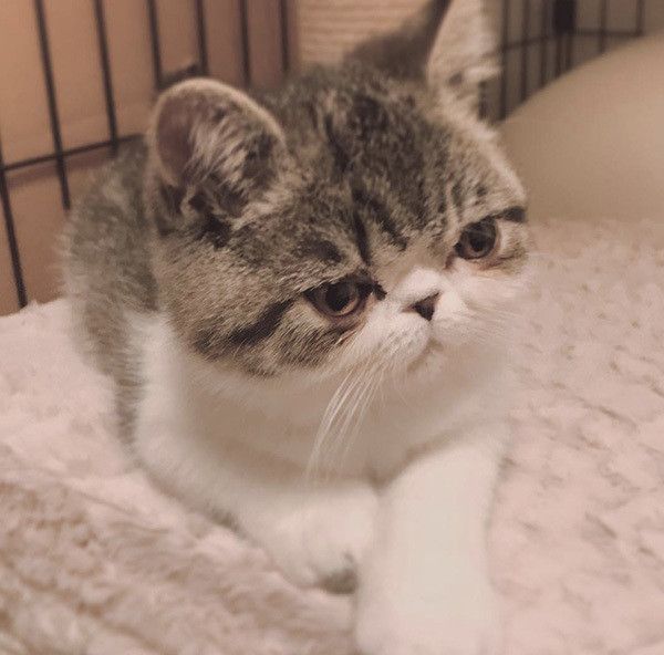 見つめるエキゾチックショートヘアー