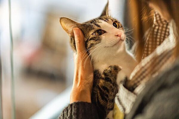 抱いてもらう猫