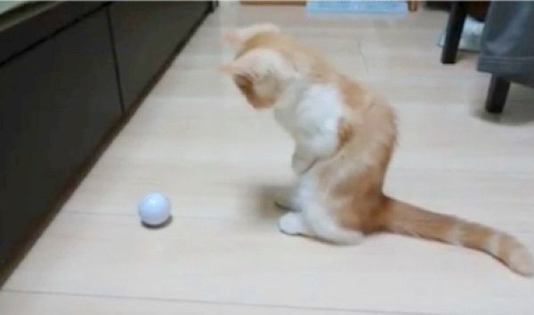 後ろ足で立つミヌエット