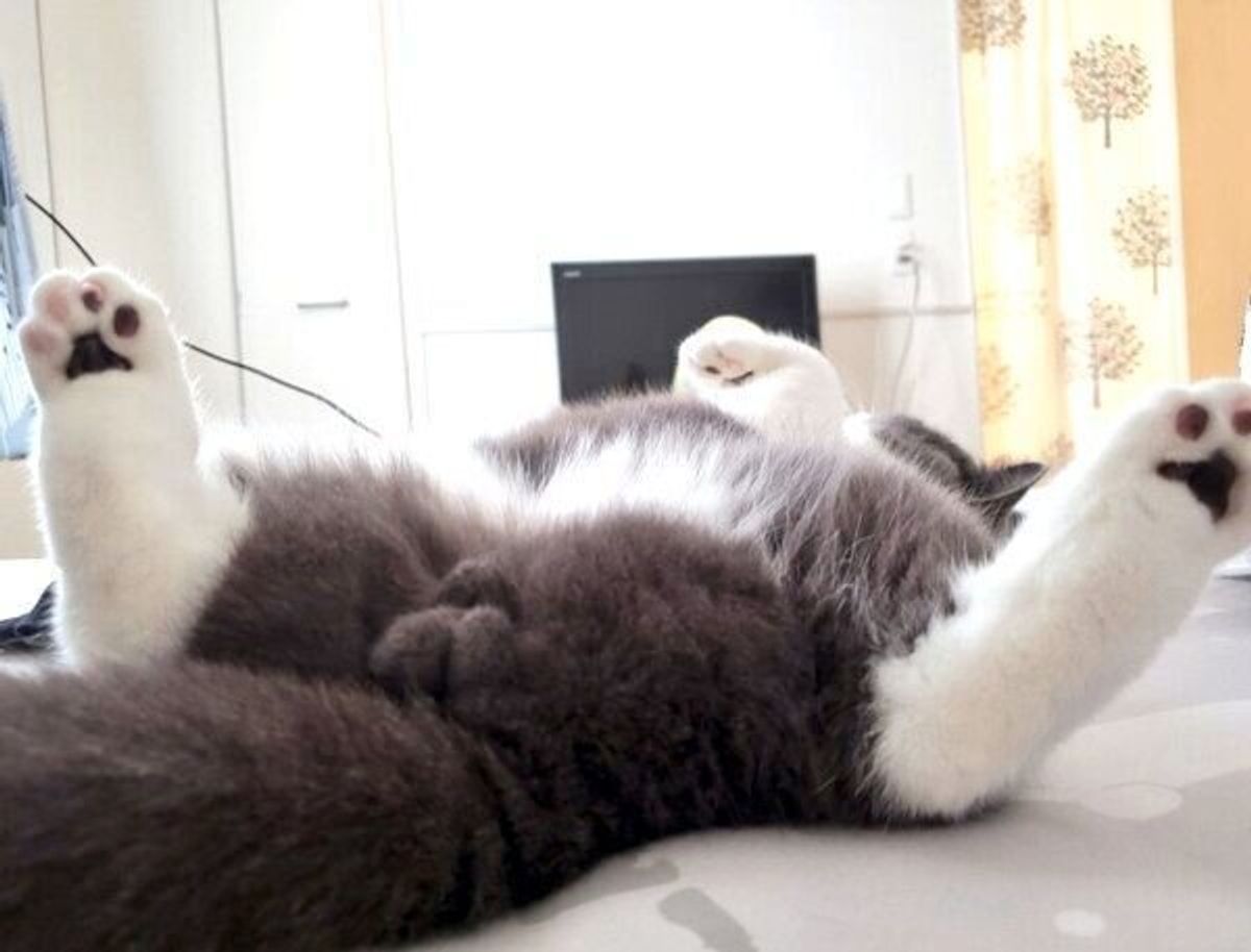お昼寝から起きて横を向いたら にゃんともスゴい光景 が まさかの絶景に猫ファン悶絶 ねこのきもちweb Magazine お昼寝から起きて横を向いたら にゃんともスゴい光景 が まさかの絶景に猫ファン悶絶 ねこのきもちweb Magazine