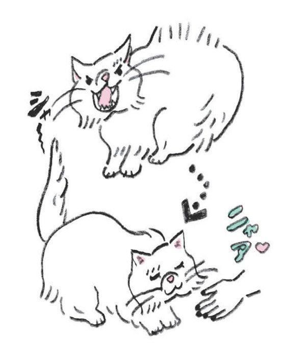 YES or NOが見極めにくい猫の5つの行動やしぐさ