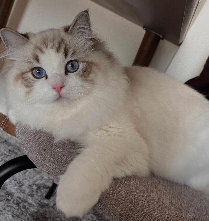 生後8カ月ごろに撮影したイヴちゃん