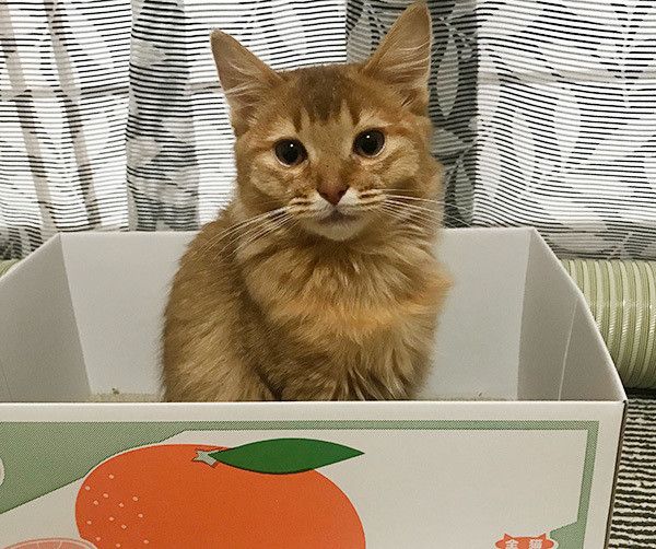 箱に入る猫