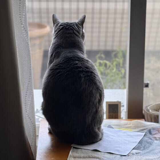 ニャルソック中のロシアンブルー