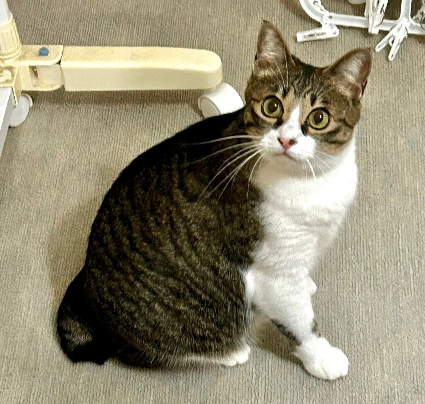 天井にいる虫を見て、「ムニャー……」と小さな声で語りかけていた様子のクロエちゃん