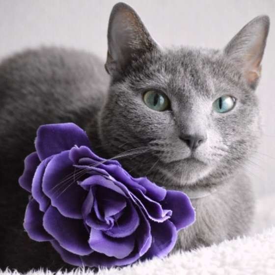 ロシアンブルー・ルナにゃんくん