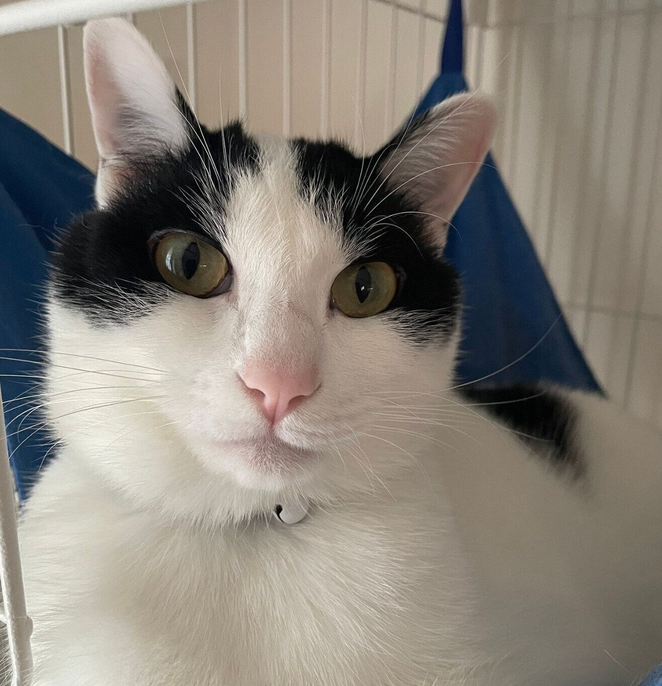 イケニャンのハルくん