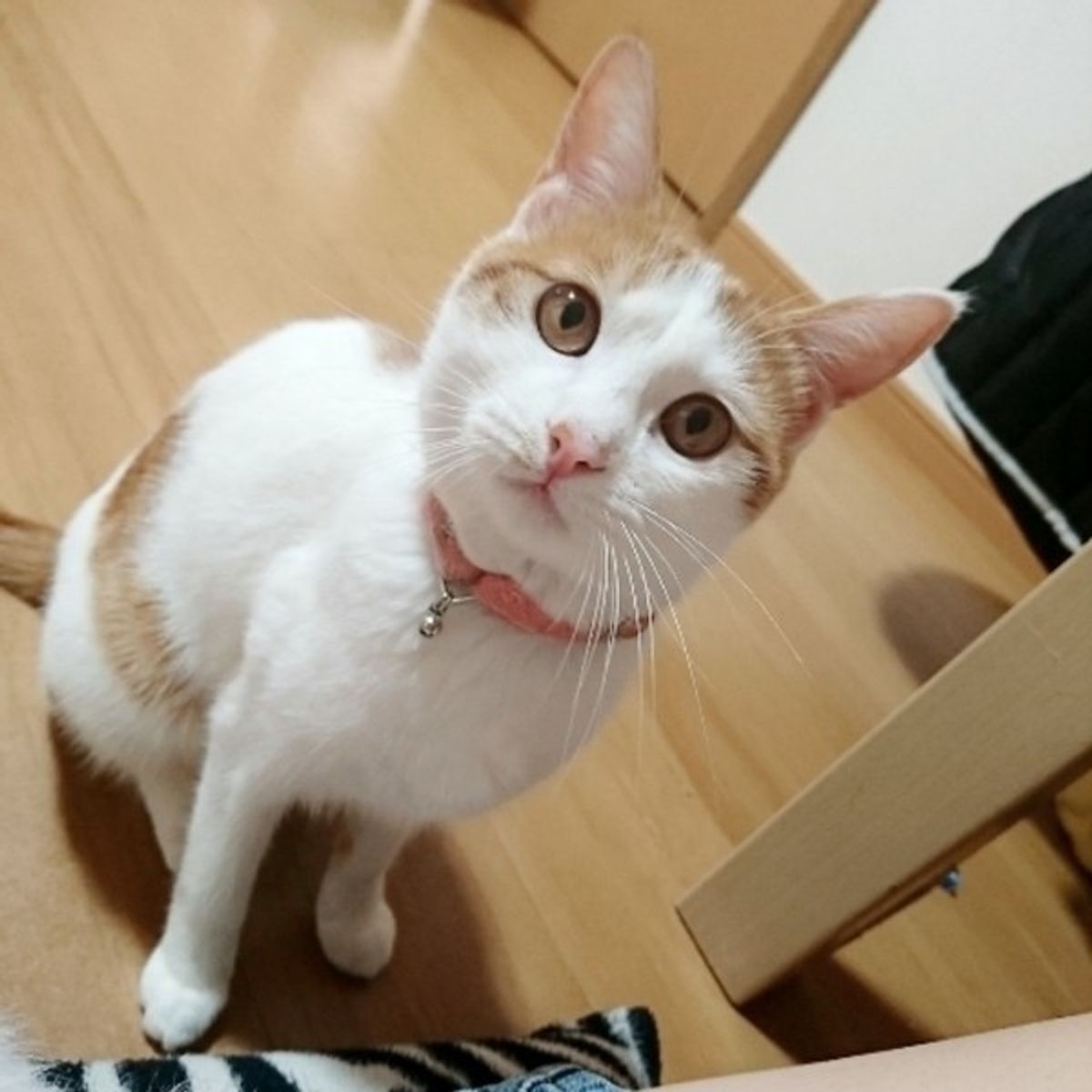 獣医師が解説 猫にパンを与えてはいけない理由 特にダメなパンは ねこのきもちweb Magazine 獣医師が解説 猫にパンを与えてはいけない理由 特にダメなパンは ねこのきもちweb Magazine