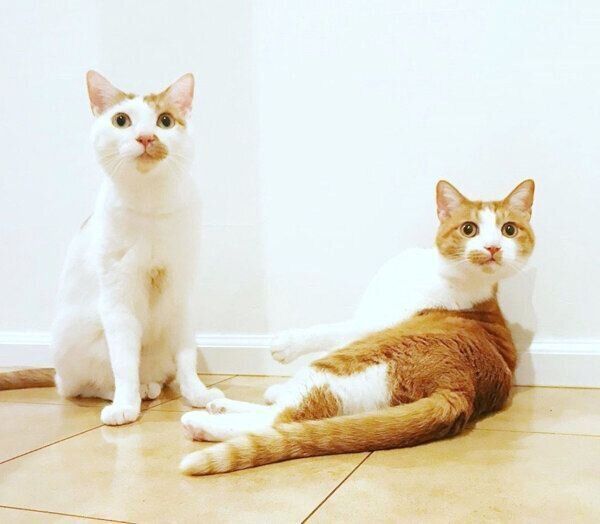 仲良しないちごちゃんとタルトくん