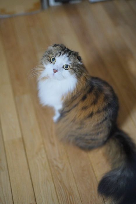 飼い主を見上げるスコティッシュフォールド