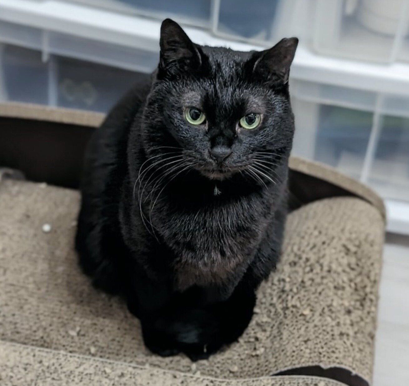 見つめるリリちゃん