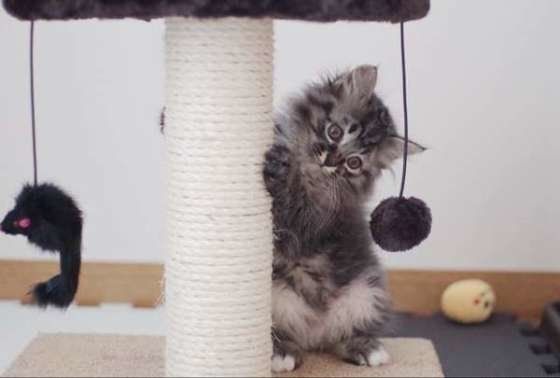 爪とぎをするキジトラ