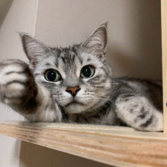 前足を伸ばすアメリカンショートヘア