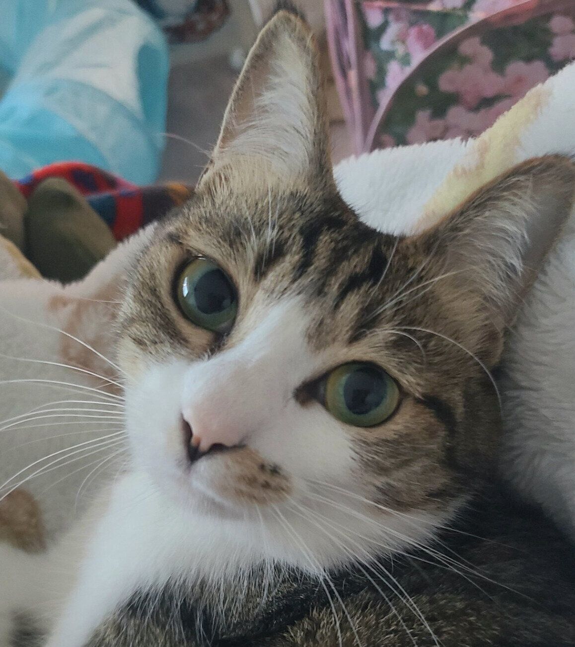 見つめるまりもちゃん