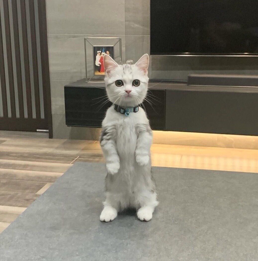 子猫時代のつなちゃん