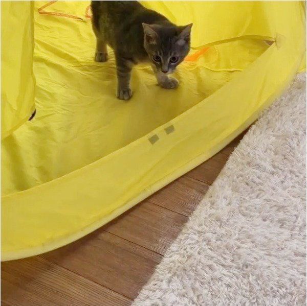 テントで遊ぶ猫