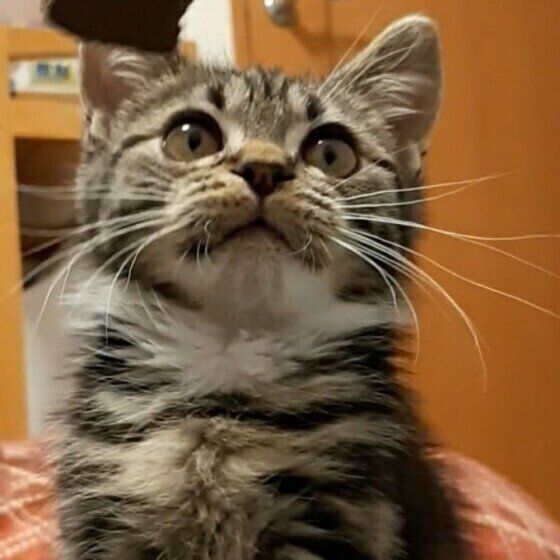 何かを見つめる猫（オス、マンチカン）