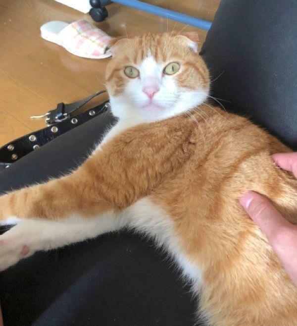 寝転がるスコティッシュフォールド