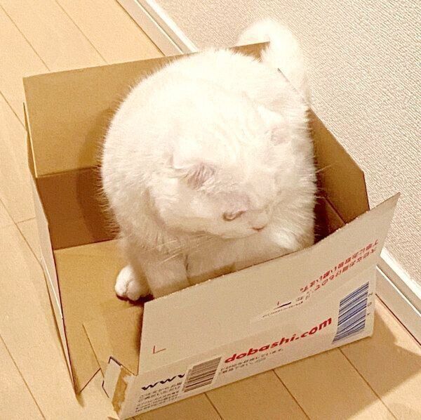 ダンボール箱を破壊したむくちゃん