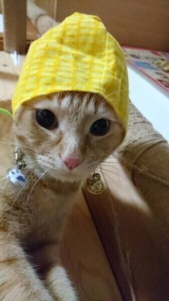 トウモロコシ柄の黄色の帽子をかぶった可愛い猫