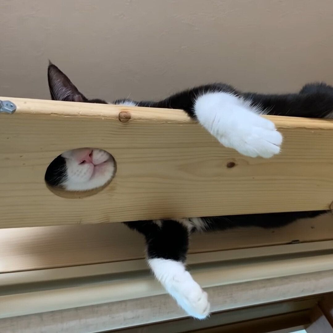 お休み中のひまわりちゃん