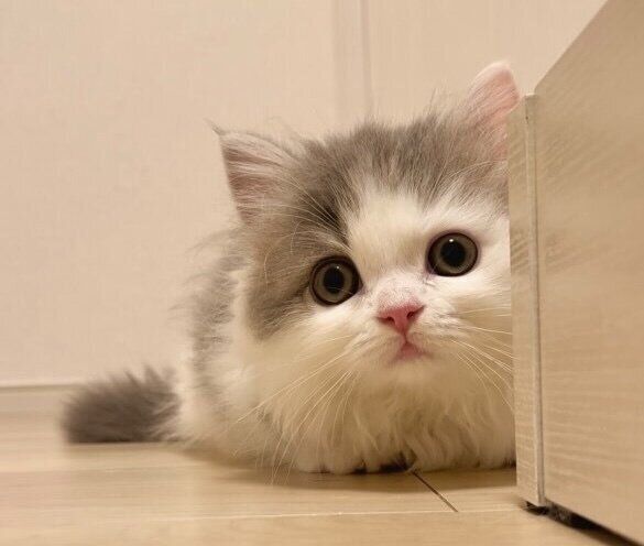 お迎え当時のイヴちゃん