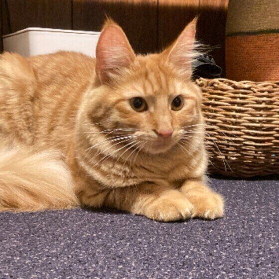 伏せをするターキッシュアンゴラ