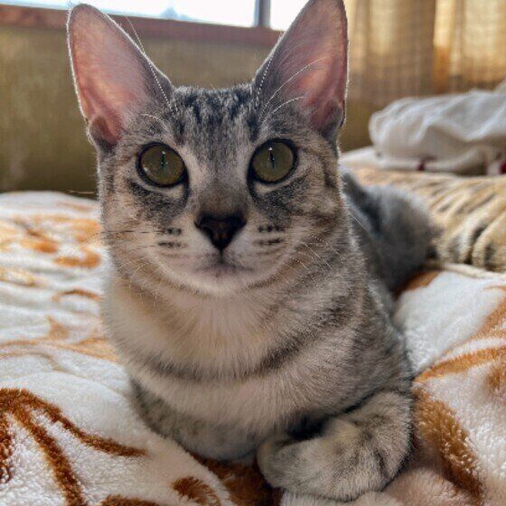 香箱座りをするベスちゃん