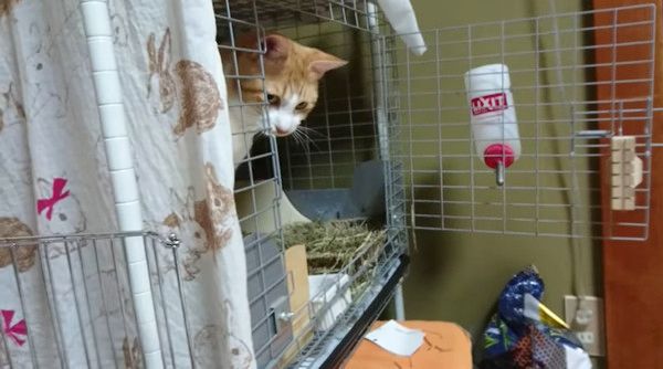 ウサギ小屋に入る猫