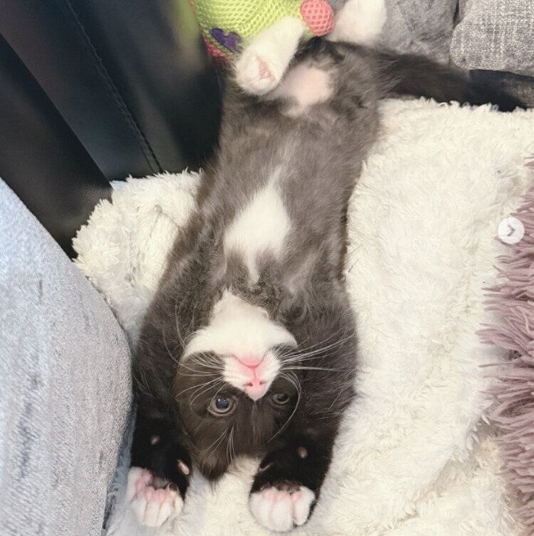 バンザイの格好で横になるちょびくん