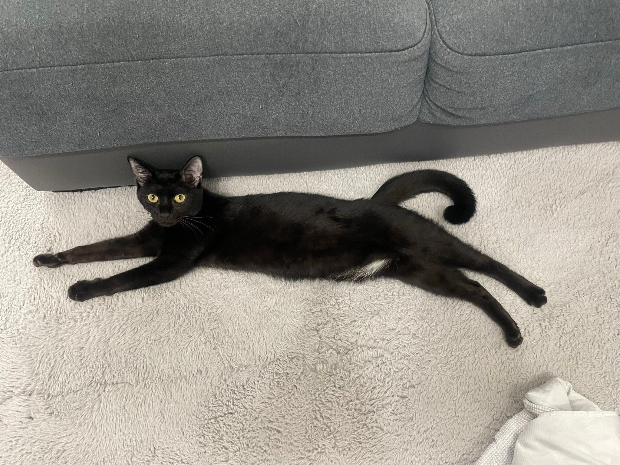 まったりする理事長ちゃん