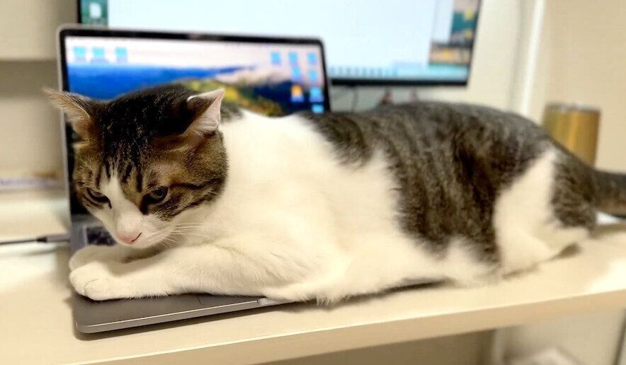 ノートパソコンの上に乗るくろみつくん