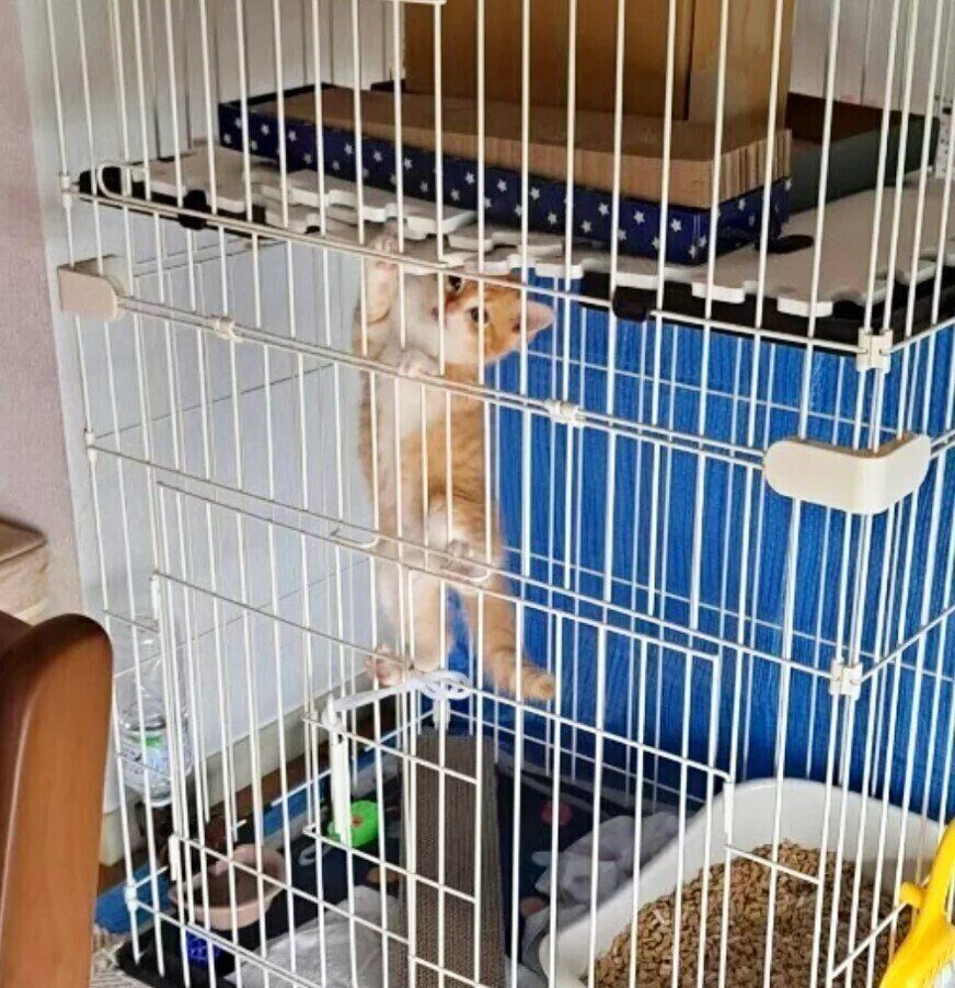 ケージをよじ登るミヌエットの子猫