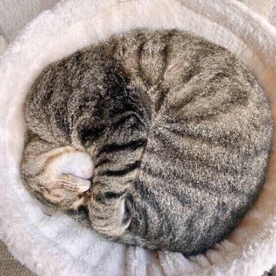 キジトラ猫のレオちゃん