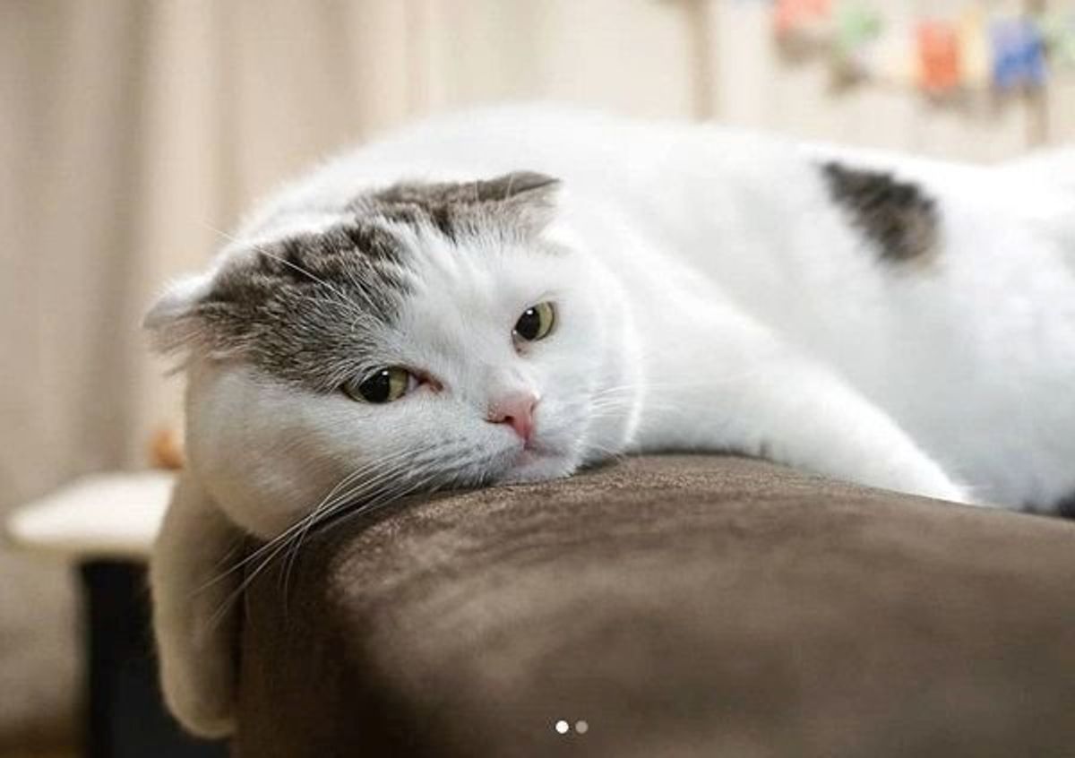 カマキリ登場にガン見 なぜか目が二重になりイケメン化する展開に ねこのきもちweb Magazine カマキリ登場にガン見 なぜか目が二重になりイケメン化する展開に ねこのきもちweb Magazine