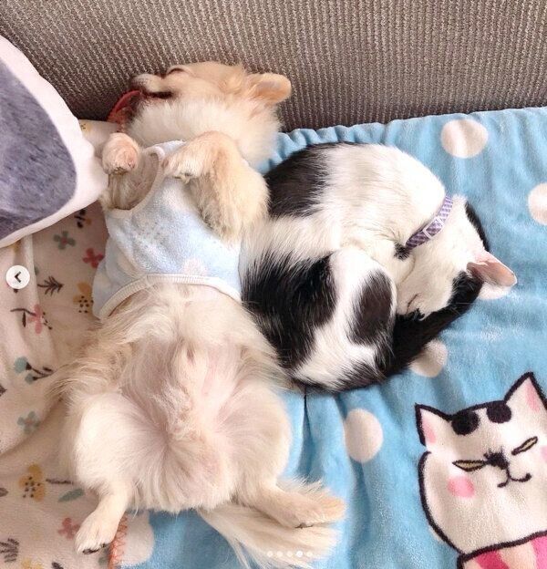 くっついて眠るウッシーちゃん、ミルクちゃん