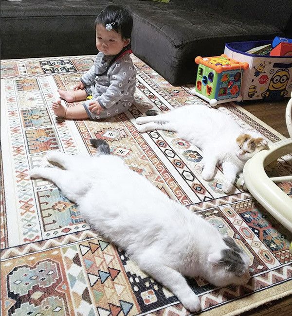 寝転ぶスコティッシュフォールド