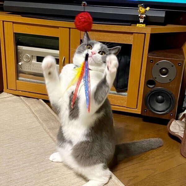 楽しそうに遊ぶウォルくん