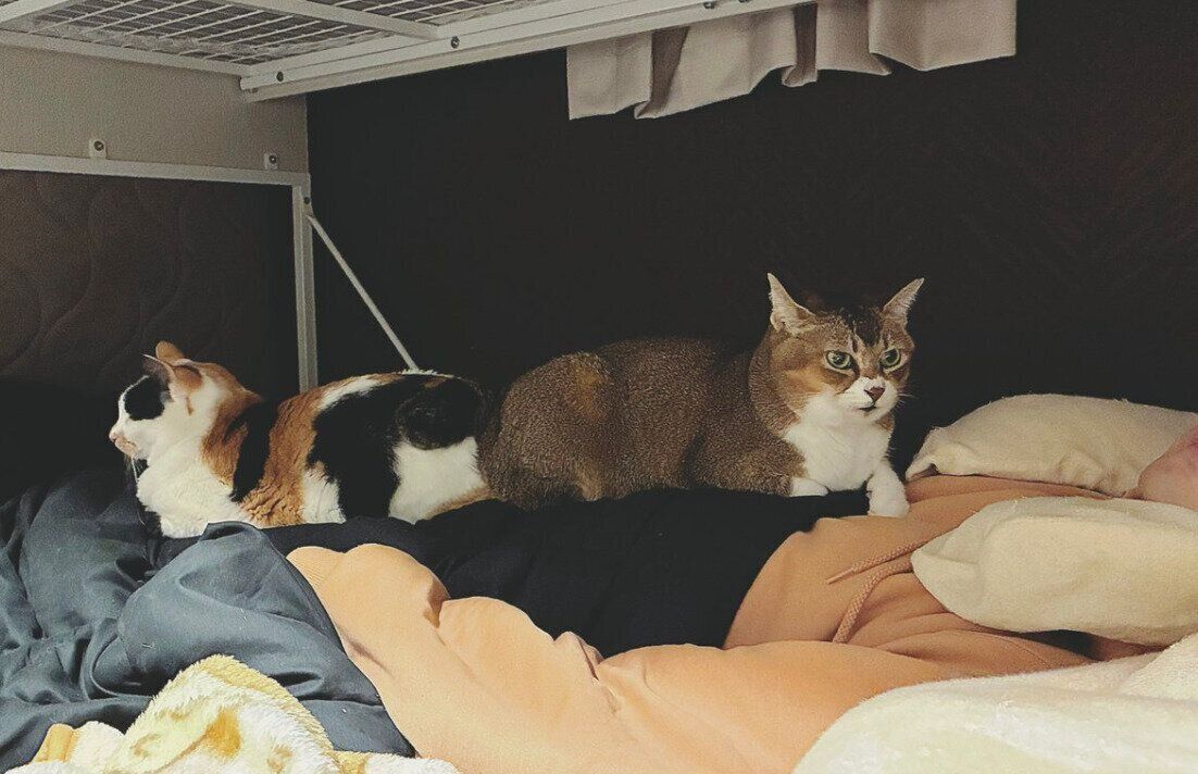 オキさんの夫の上でくつろぐしらすちゃん、おこめちゃん