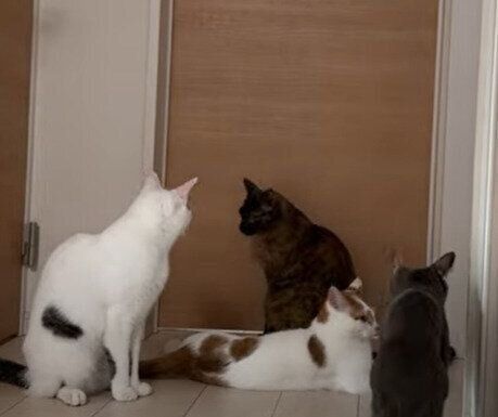 集まる猫たち♡
