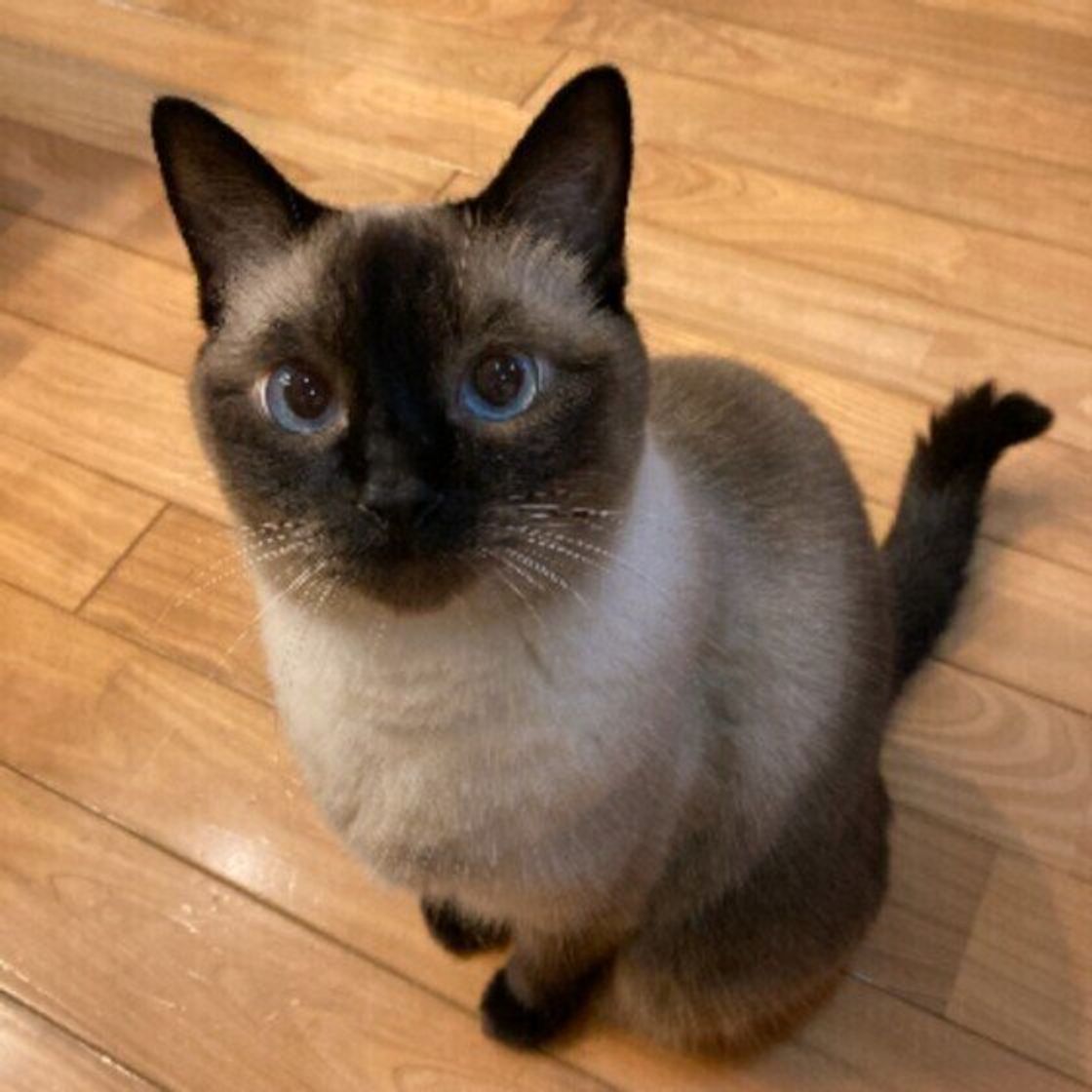 長さは個性 しっぽ の長いor短い猫たちのしっぽからわかる気持ち ねこのきもちweb Magazine 長さは個性 しっぽ の長いor短い猫たちのしっぽからわかる気持ち ねこのきもちweb Magazine