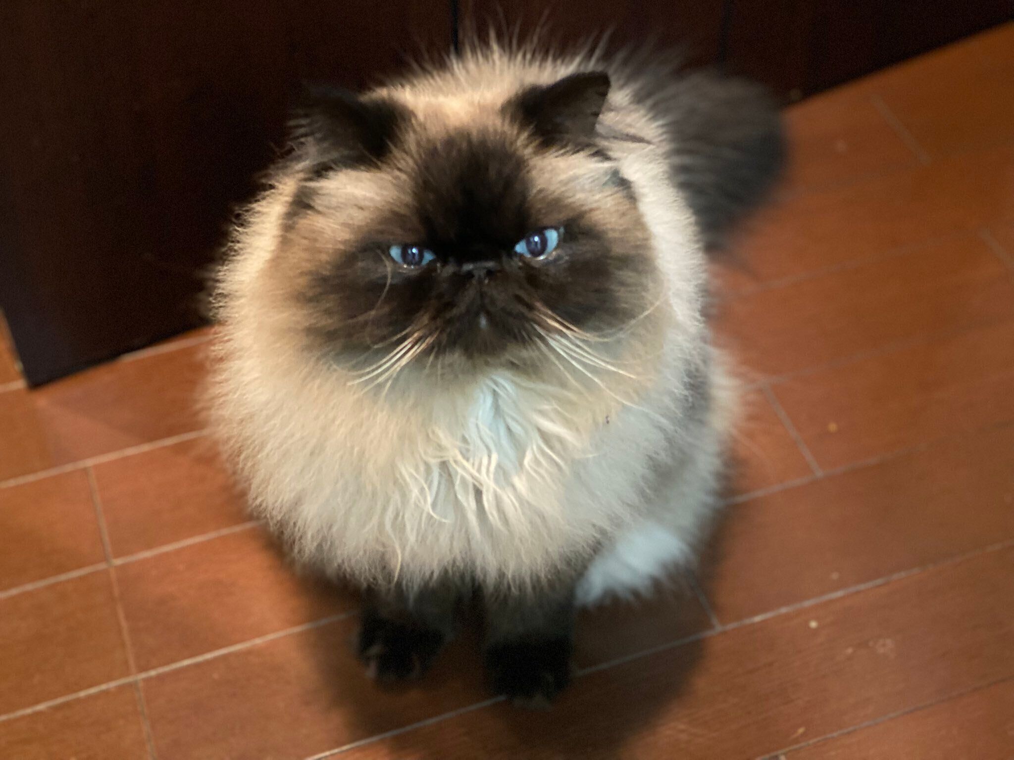 4才になったむぎくん