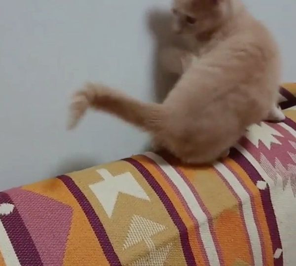 しっぽを追いかける猫