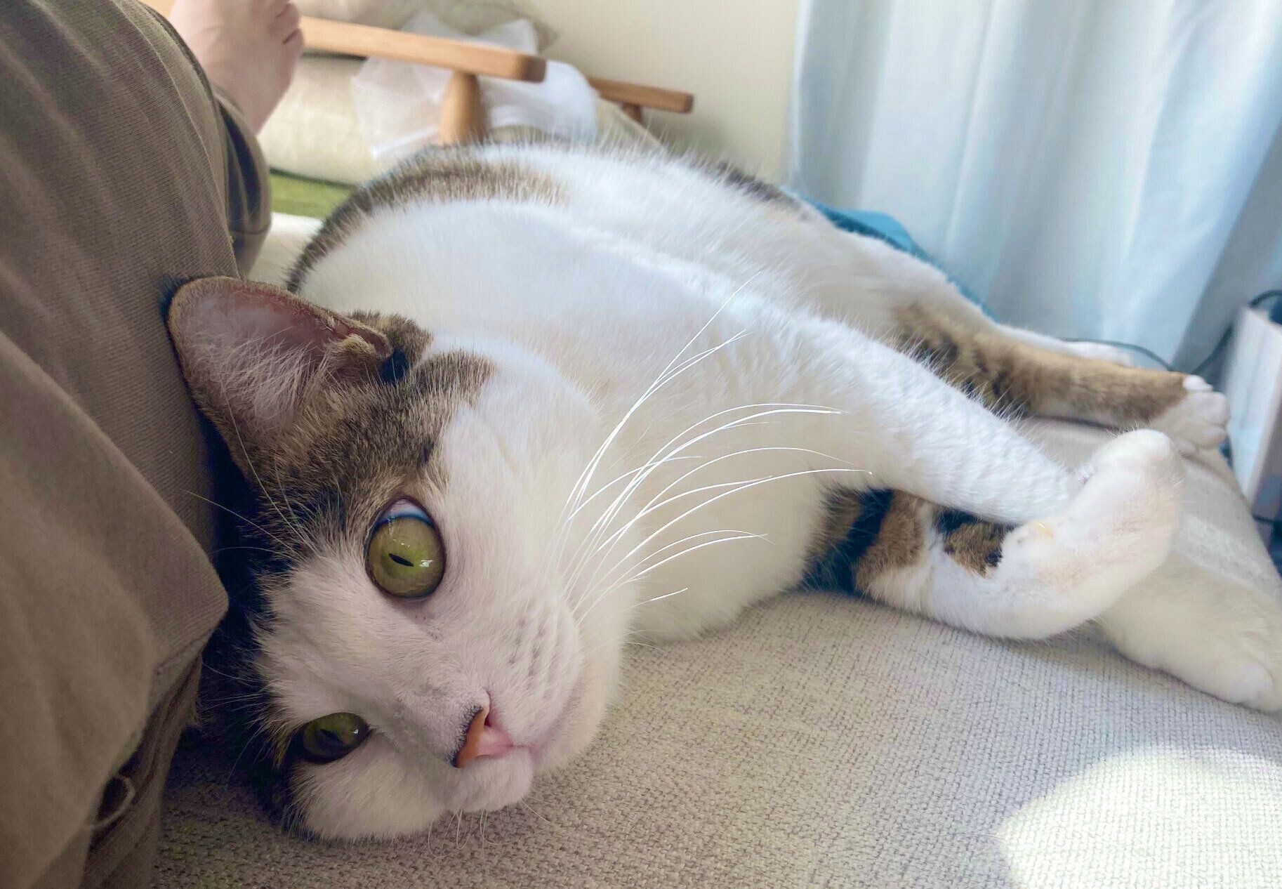 甘えるえんちゃん