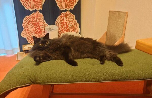 くつろぐつきみちゃん