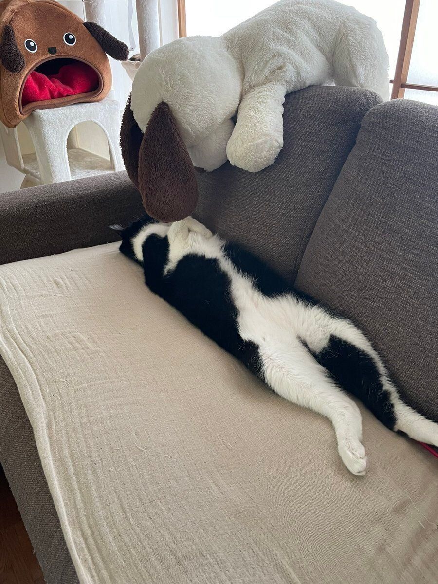 寝転がるひげくん