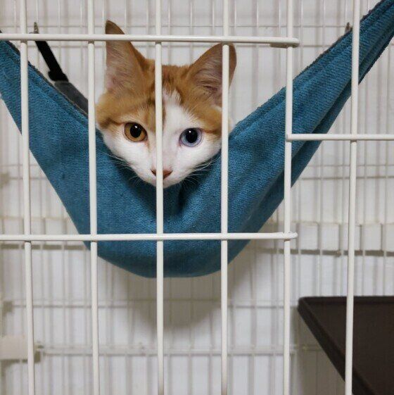 ケージに入る猫