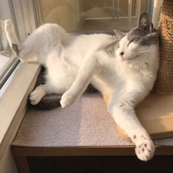 窓際で熟睡する猫