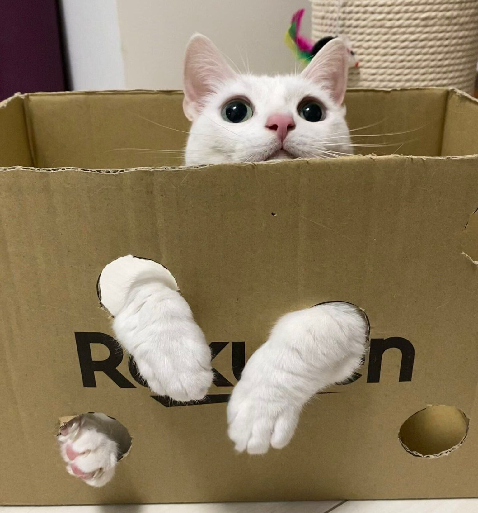 ダンボールから足を出すうにくん