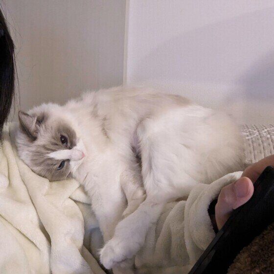 ラグドール あまえんぼ
